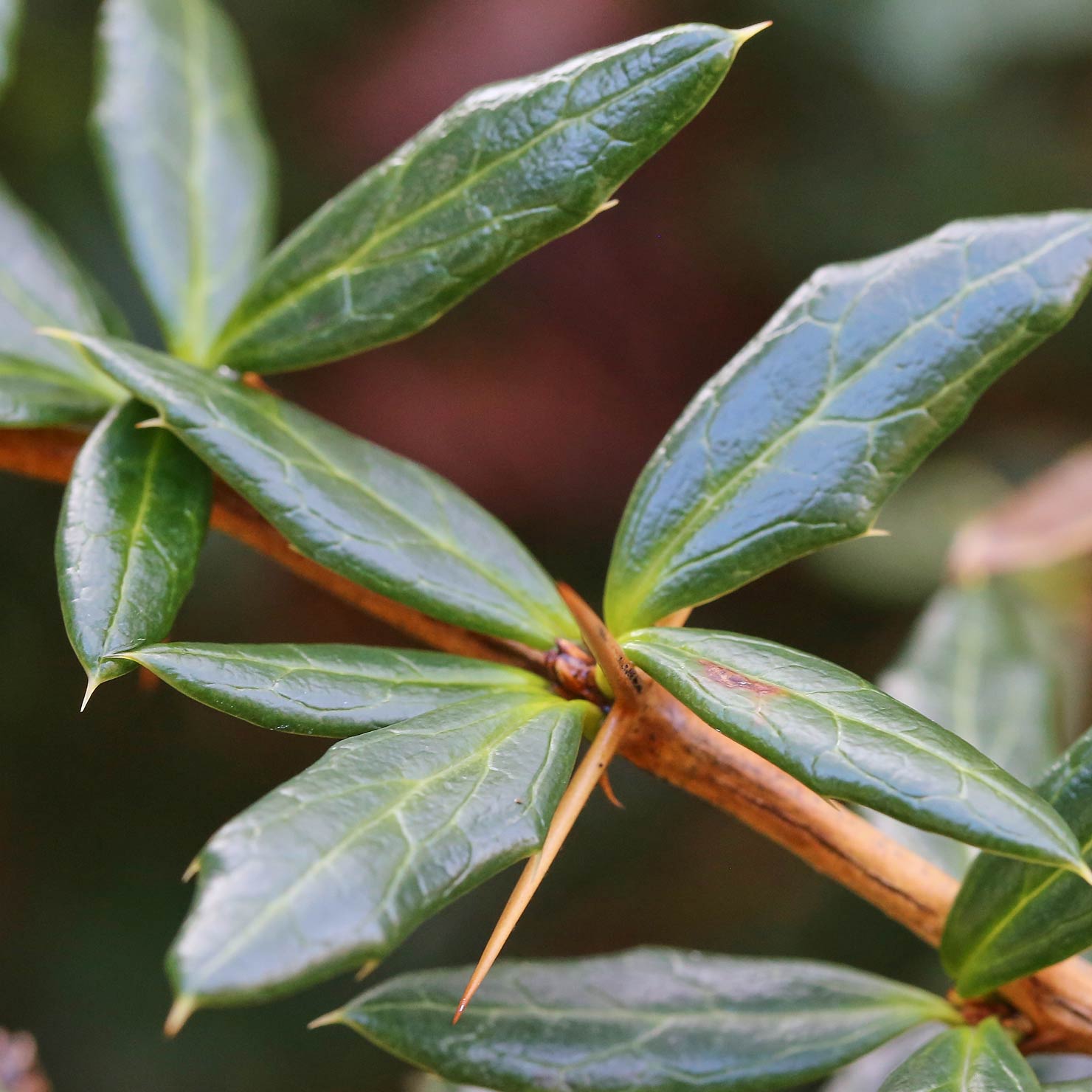 Berberis candidula | Lüscher Gartenbau
